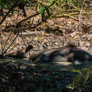 Corcovado - Baird's tapir
